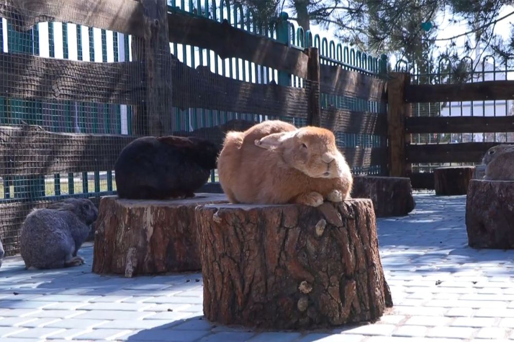 ������� ����������� ��������� � ����������� ����� ���������� �������� 22 �����