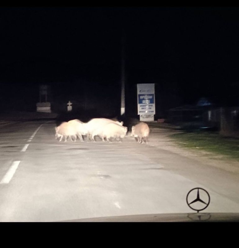 Ночью по Каменке бегали свиньи