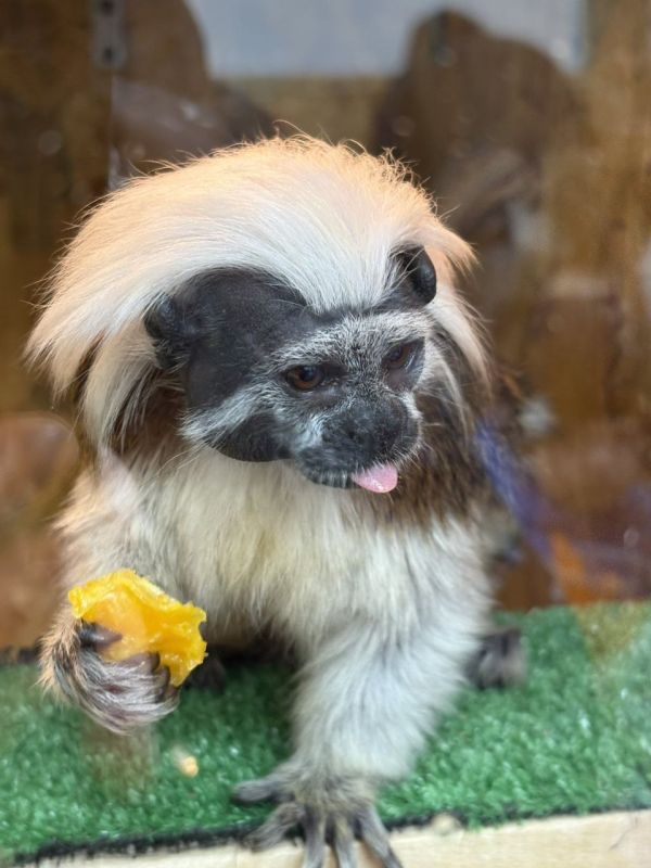 � ���������� �������� ��������� �����������