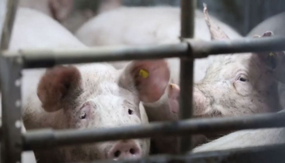 ����������� ���� ������ � ���� ���������� ������� ��������� �����������