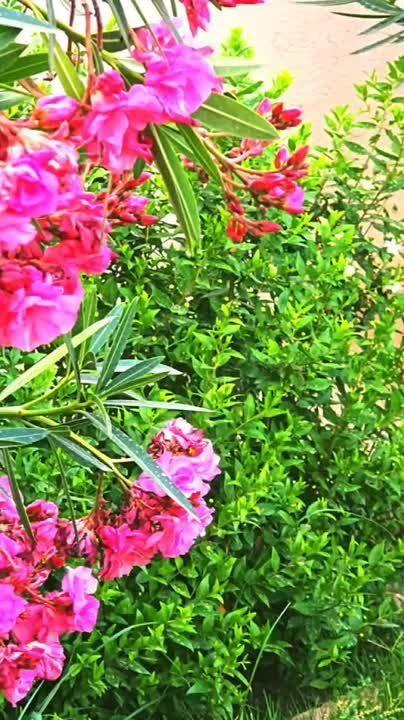 ������ �� �������