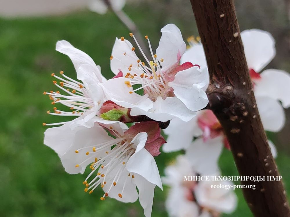 ������� ����!. ������� ������ �� �������, 26 �����