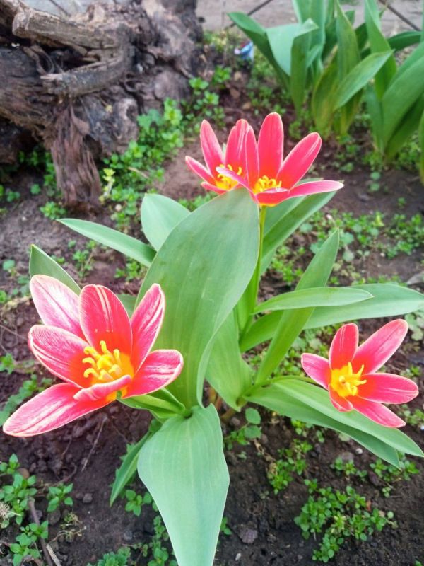 � ���������� ������� ��������