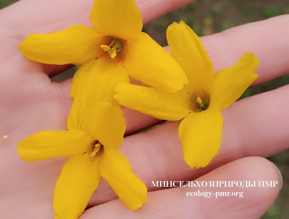 ����-������ �������� � ������������� ��������