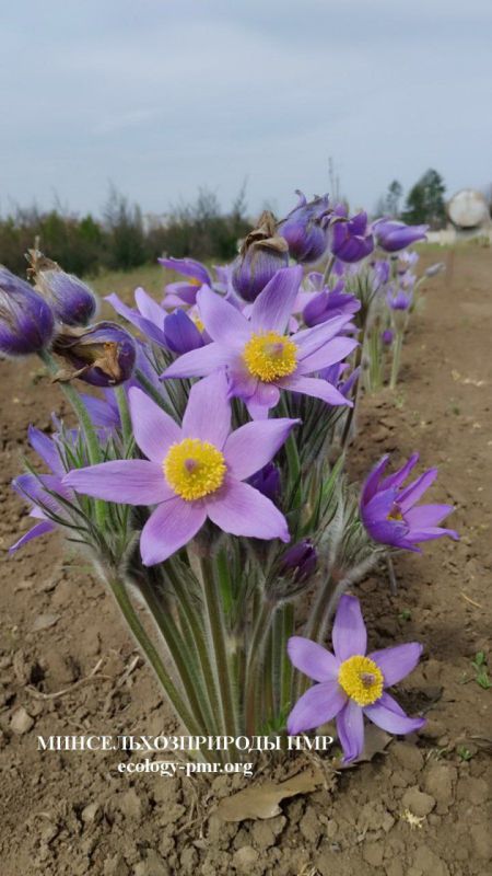 � ��������������� ������� ������� �������� � ������������� ��������