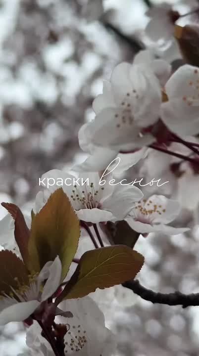 Видео, заряженное весенним вдохновением, от "Днестровской правды"