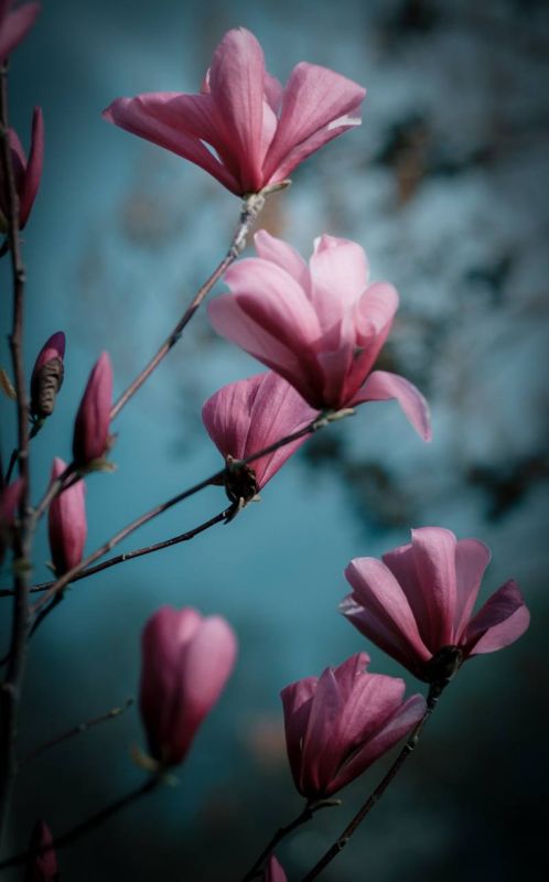 ������������� ����������� � �������� �������� ����� ���� ��������