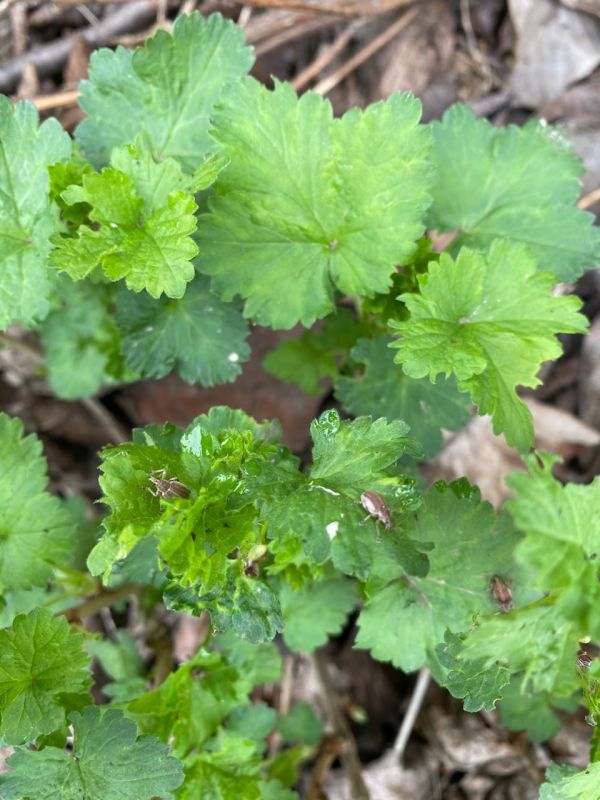 ���������� ��������, ��� � ������������� ��������� ������������