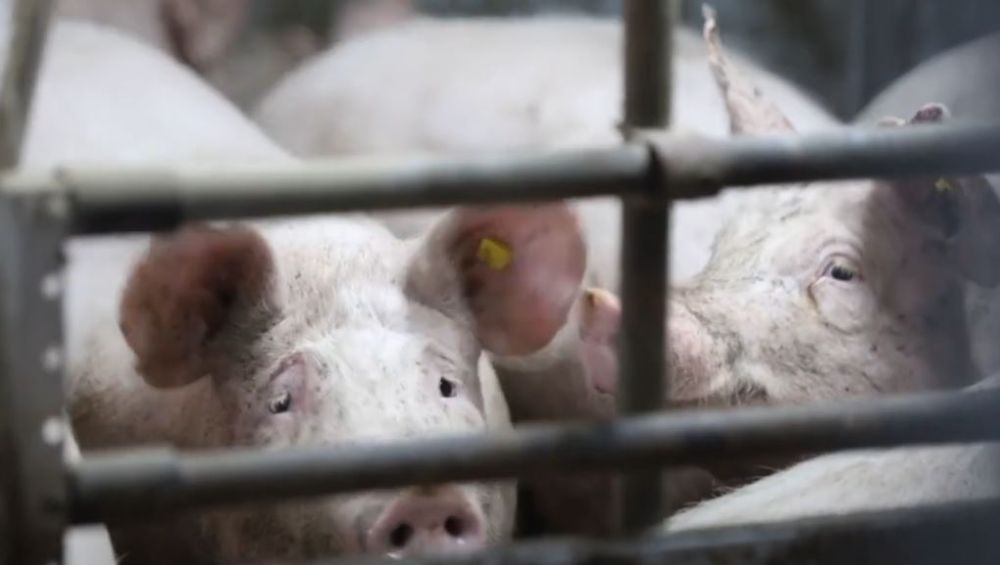 � ������� ���������� �������� ����������� ���� ������