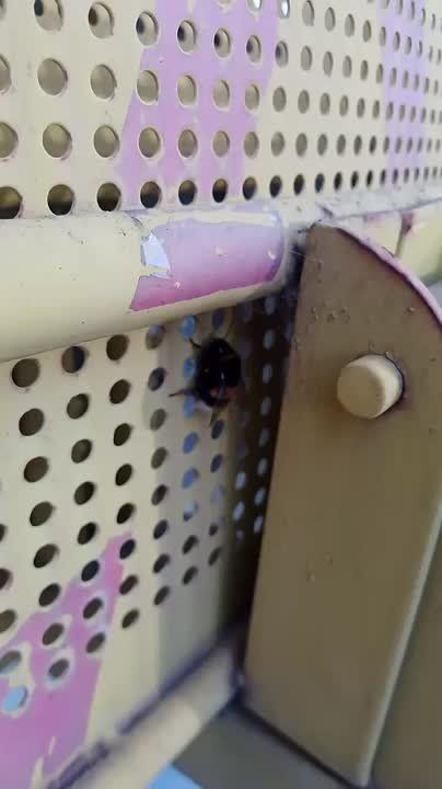 �����-������ ��������� ������� �� �������