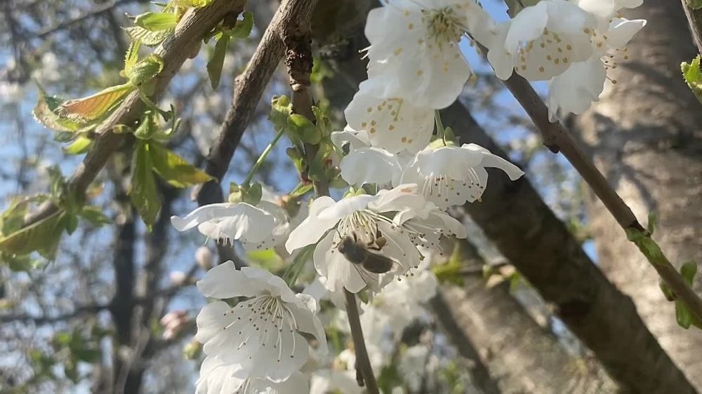 Как передает городской отдел по делам ГО и ЧС, 5 апреля ожидается облачная с прояснениями погода