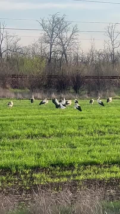 ������ ����������. ��������� �����