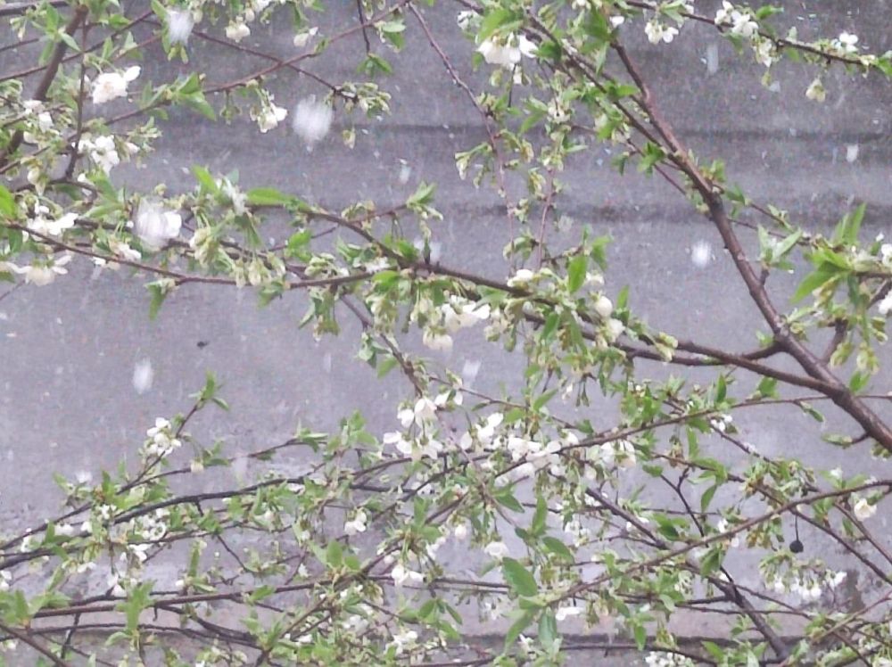 ������� ������ �� 8 � 11 ������