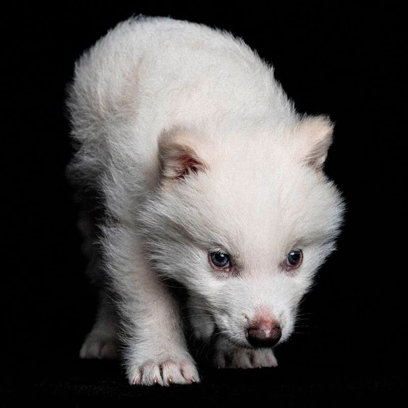 ������ ���������� �������� ������, �������� 12 ����� ��� �����