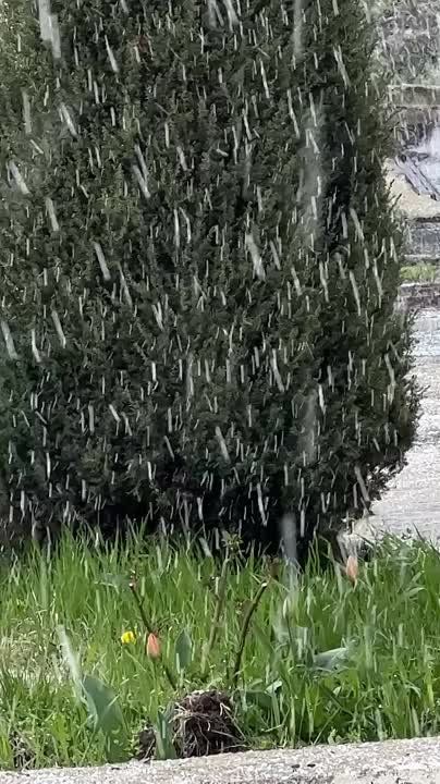 ������� ���� �������