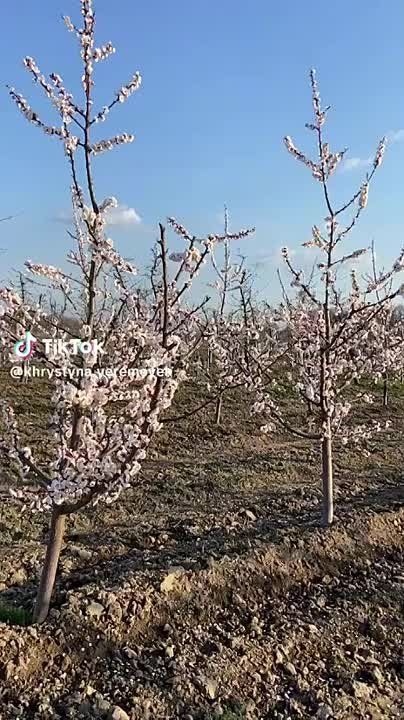 ������ ���� ���������