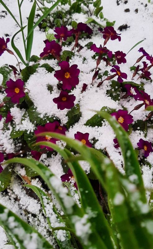 ����������� �����