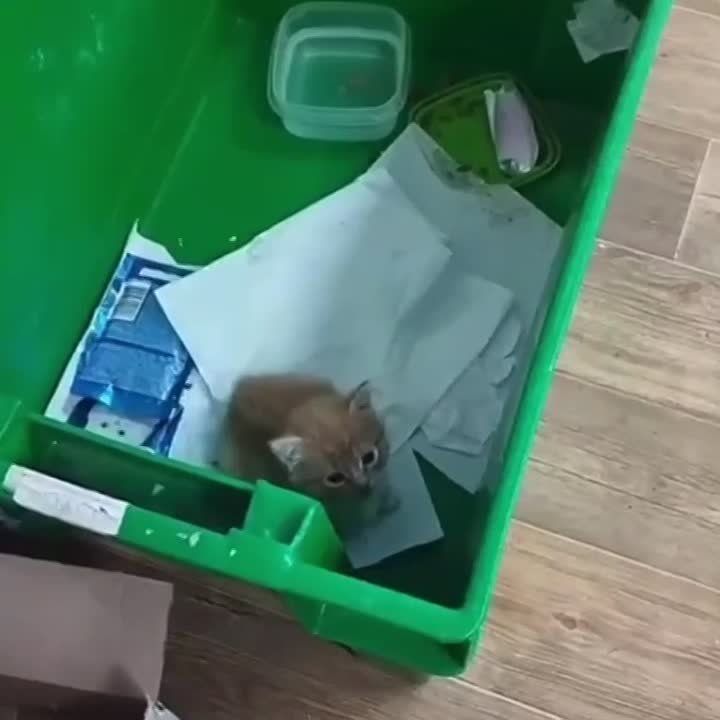 Милота дня: пушистый комочек случайно приехал в пункт выдачи заказов вместе с посылкой — его «упаковали» сотрудники склада