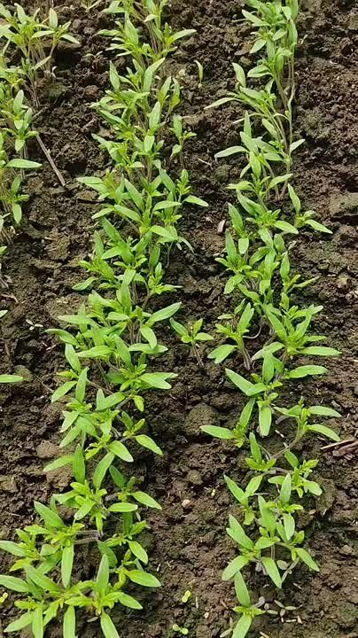 ��� �������� ������� ������ ����� � ����������