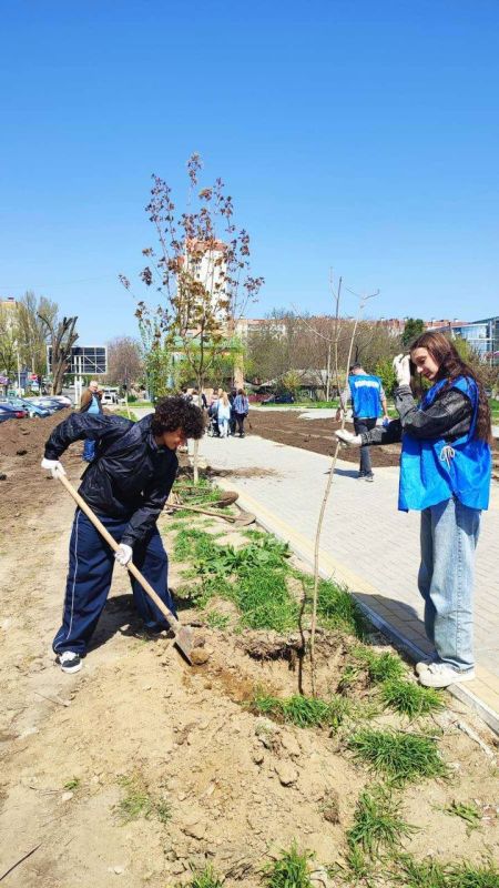 В столичном сквере «Южный» высаживают клёны