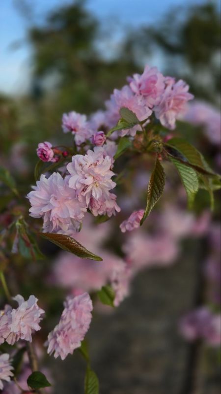 � ������������ �������������� ���� ������� ������