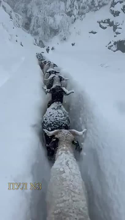 ��������� � ���������� ������ ����������� ������� �������� ���: