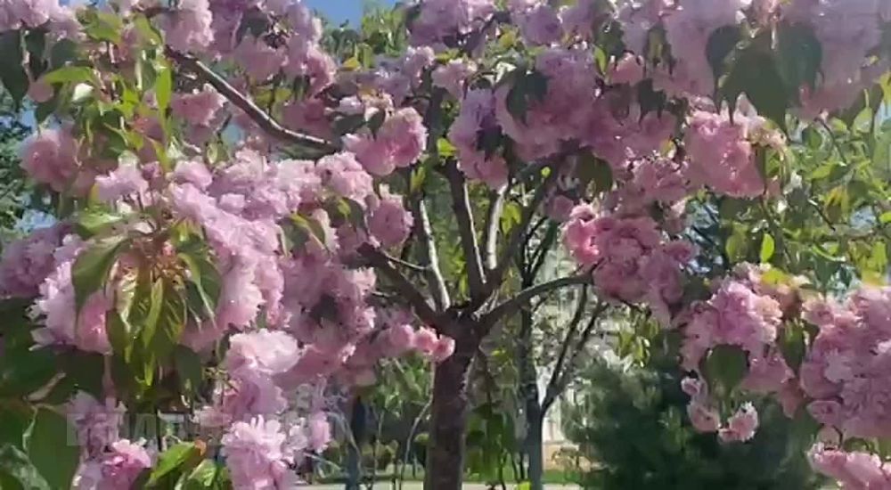 Цвет настроения — нежно-розовый