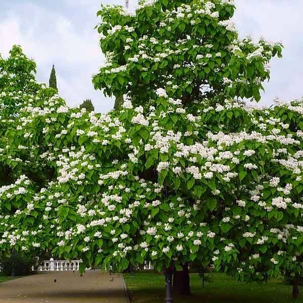 ���� ���, �������� ����� ��� ���