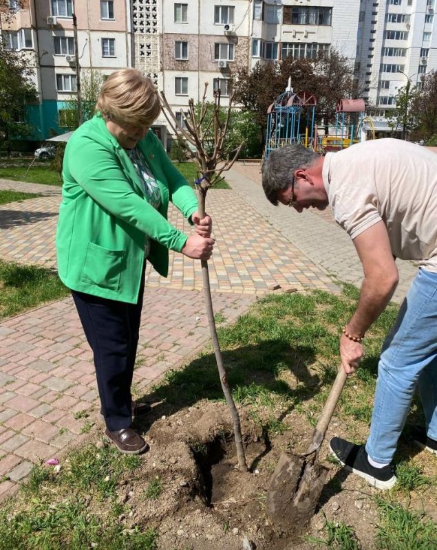 Свой клён посадила и Галина Антюфеева
