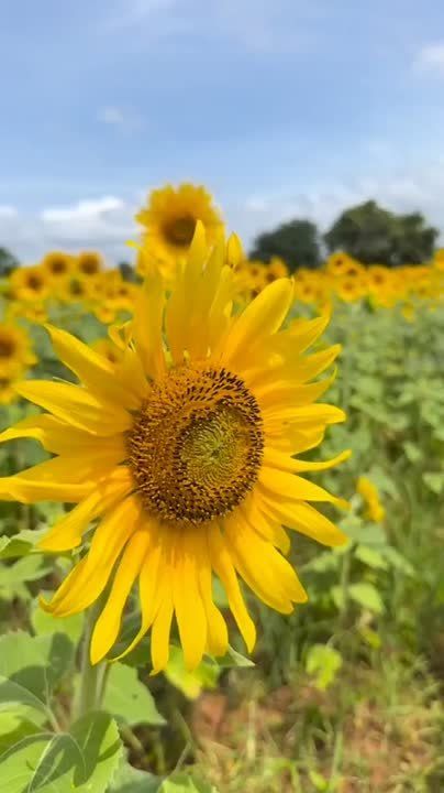 ������ �� �������