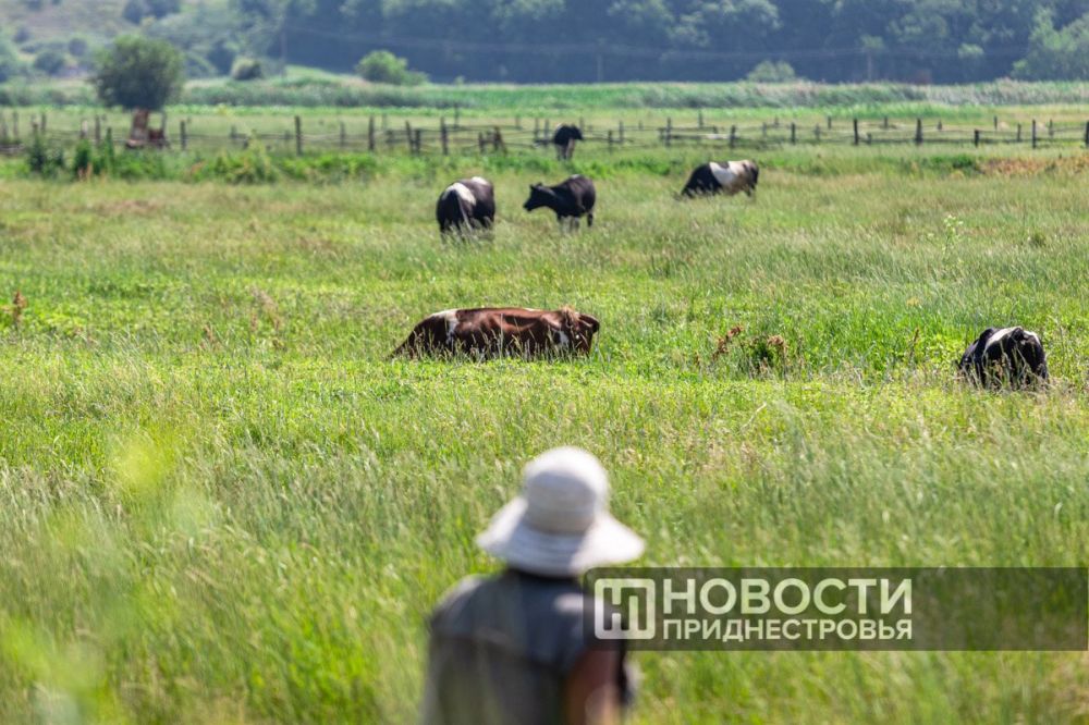 �������, �����������, ������: ��� ��������� ������� ������ ���������� �� �������