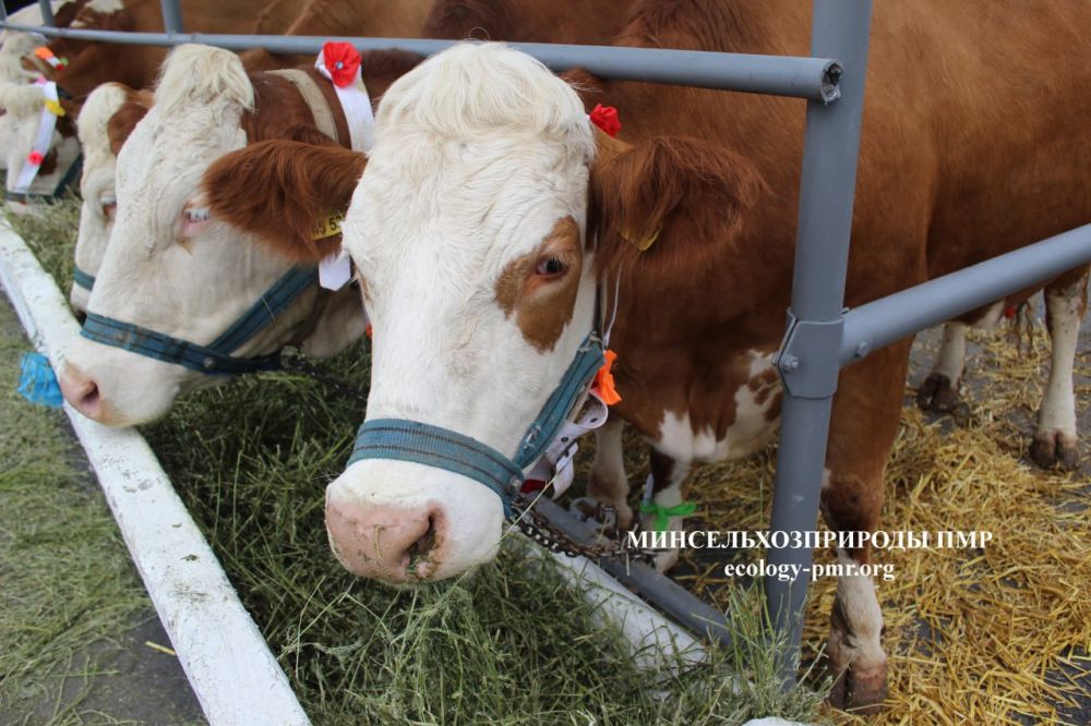 ���������� ������: �����������-���������� ������� ��� ������ ��������� ��������