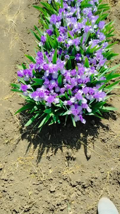 ������������ ������ � ��������