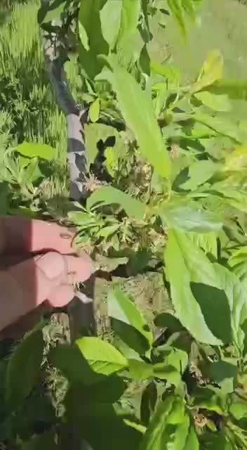 ������� ���� ��� �����, ��� ��-�� ���������� �������� ����� � ��������