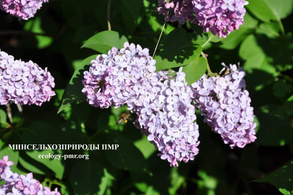 ������ ������ �� �������� ����������� �������������