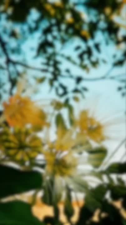 ������ �� �������