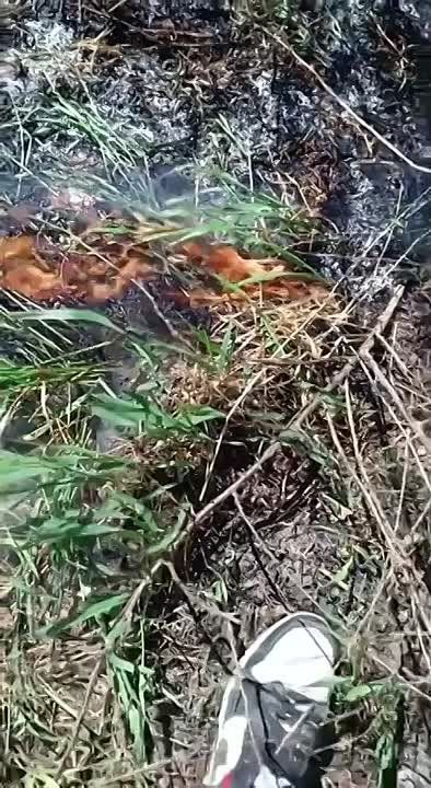 Итоги маевки в Каменке. Загорелась трава возле Днестра