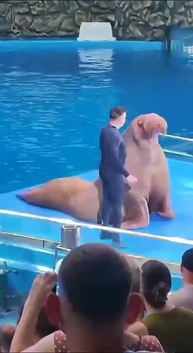 Звезда Приморского океанариума Владивостока Морж Миша станцевал "Смуглянку"