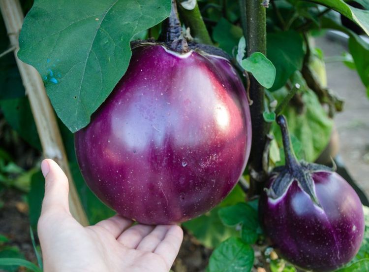 Есть тут и любимые баклажаны всех огородников – «Королева Марго»