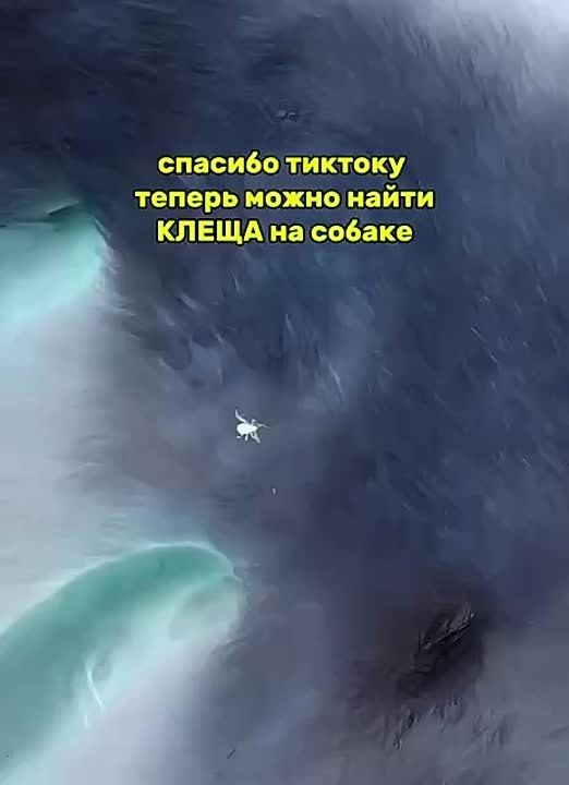 ����� �� T������ �������� �������� ������ �� �������