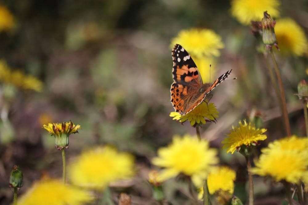 ��������� ���� ���������� ���������� �������, 13 ���