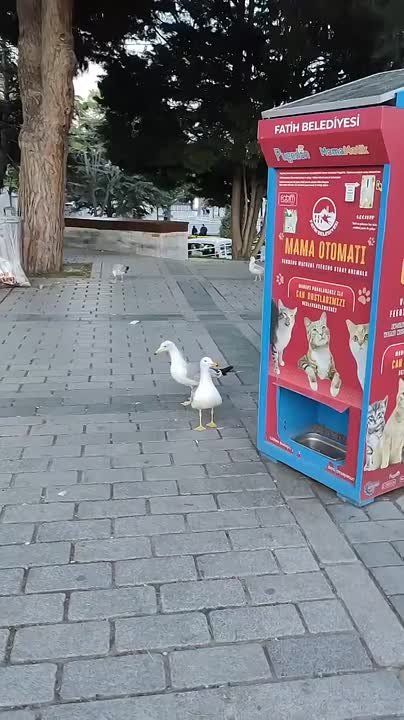  ?     