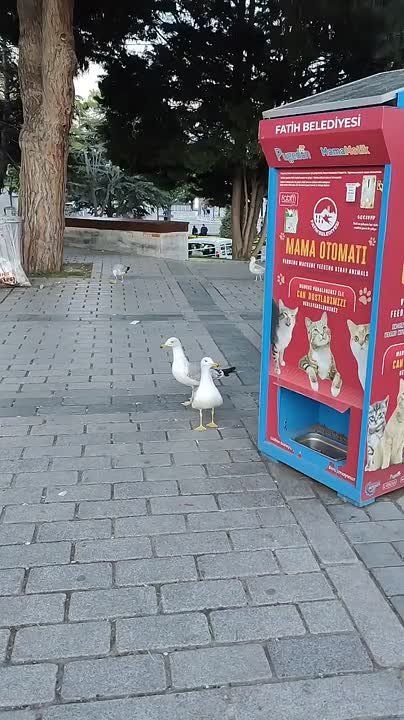       ,   