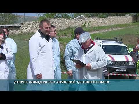 В Каменке прошли учения по ликвидации очага африканской чумы свиней