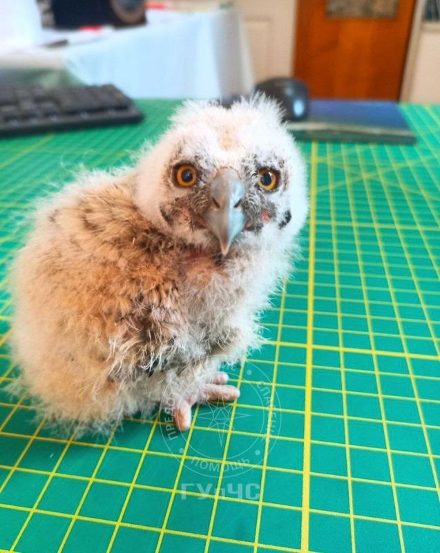 Вчера в Каменке спасли маленькую неясыть