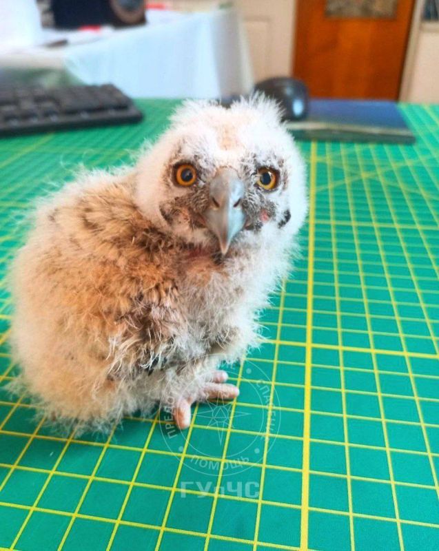 В Каменке спасли неясыть (сова такая)