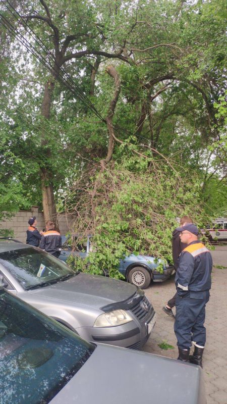 На Красных Казармах в Тирасполе ветка упала на машину и повредила провода