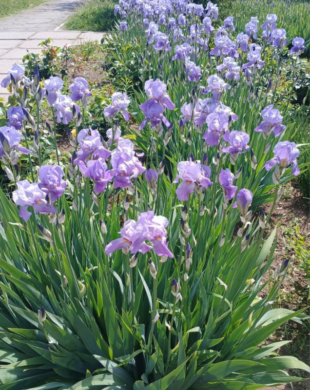 ������������ ������ ���������� ������