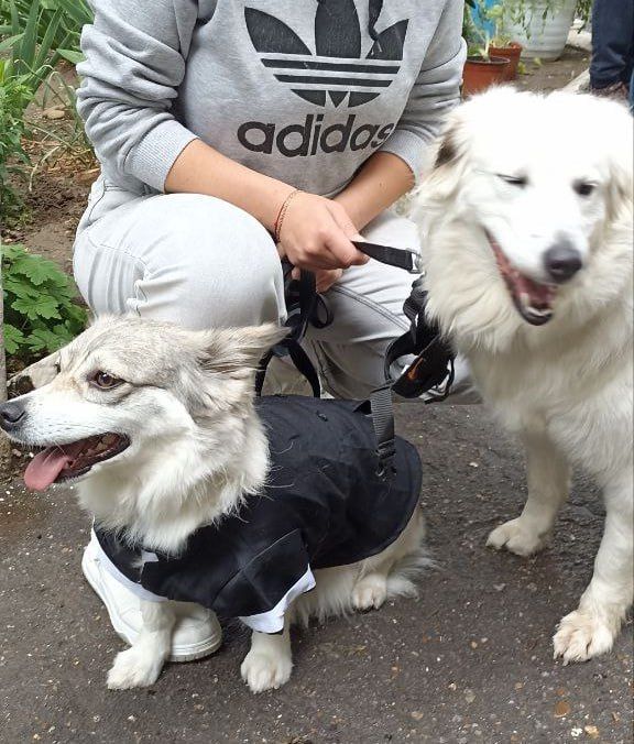 � �������-��������������� ���������� ��� ������ �������� �������� ��������