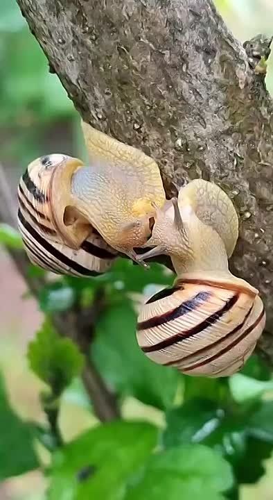 Посмотрите, какое нежное романтичное свидание у этих улиток